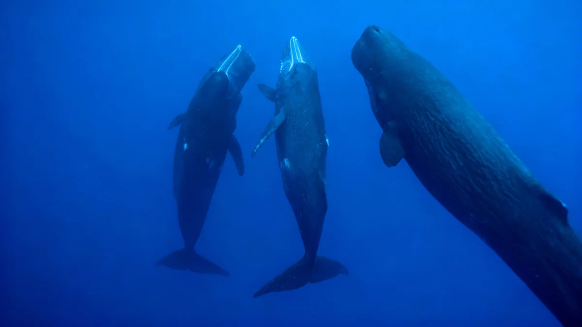 Scientists Use AI to Decode Sperm Whale Language